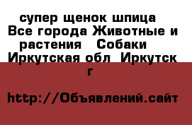 супер щенок шпица - Все города Животные и растения » Собаки   . Иркутская обл.,Иркутск г.